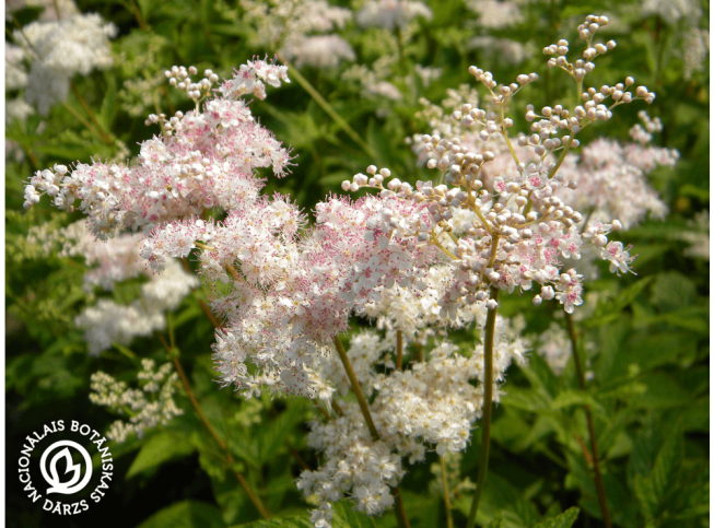 Filipendula purpurea   'Elegans'